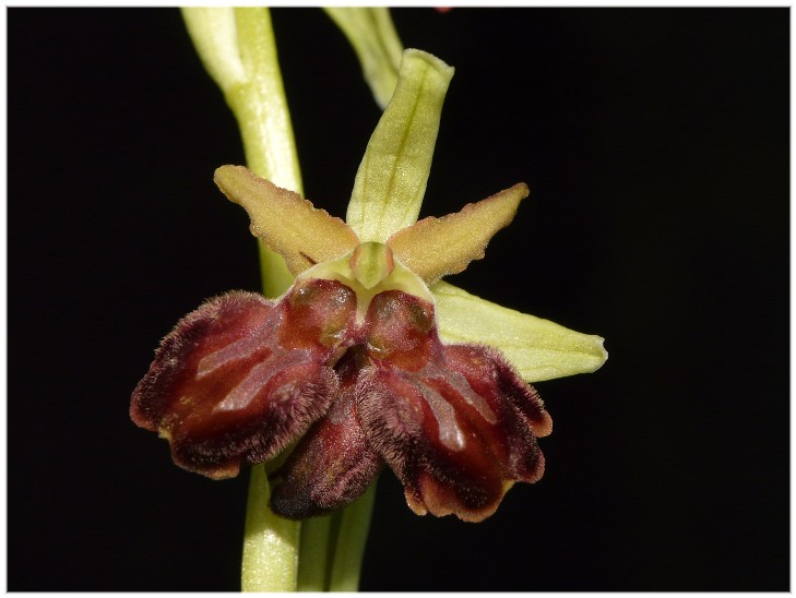 Lusus di Ophrys sphegodes